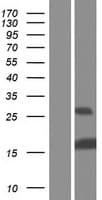 ID / ID1 Protein (Over-Expression Lysate Myc-DDK (Flag))