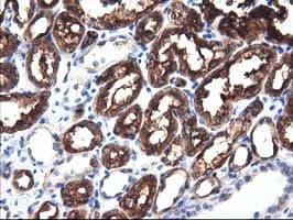 ALDH1L1 Antibody (clone OTI4D5)