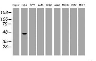 CBX8 Antibody (clone OTI6D9)