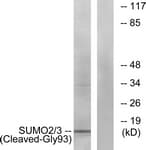 IHC-plus™ SUMO2 Antibody (aa44-93)