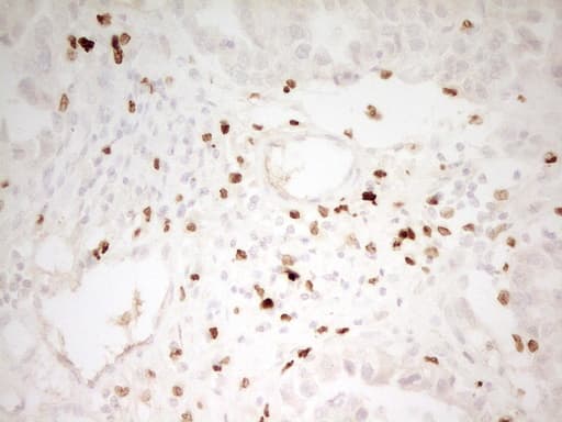 IHC-plus™ MNDA Antibody (aa37-321, clone 4H6)