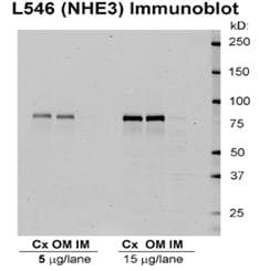 SLC9A3 / NHE3 Antibody (APC)