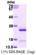 Human GADD45GIP1 / CRIF1 Protein (Recombinant His)