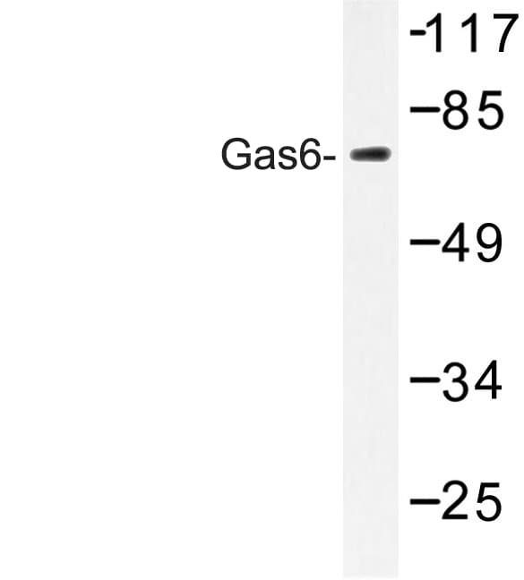 GAS6 Antibody (Gly309)