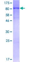 Human CLK3 Protein (Recombinant GST)