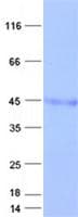 Human IFITM2 Protein (Recombinant GST, N-terminus + His, C-terminus)
