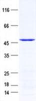 Human GKAP1 Protein (Recombinant His, N-Terminal)