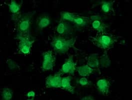 EIF1 Antibody (clone OTI2B9)