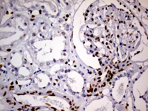 MEIS1 Antibody (aa176-390, clone OTI2A3)