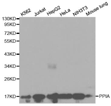 IHC-plus™ PPIA / Cyclophilin A Antibody