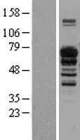 Human IL16 Protein (Over-Expression Lysate Myc-DDK (Flag))