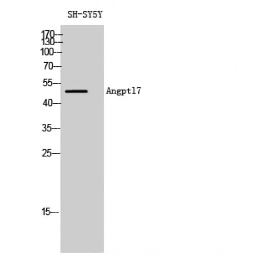 ANGPTL7 / CDT6 Antibody (270-350 aa, C-terminal)