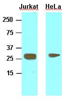 Monoclonal Mouse anti-Human HMG1 / HMGB1 Antibody (clone J2E1, aa1-215, IHC, WB)