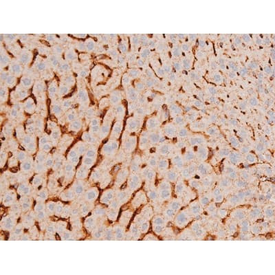 Polyclonal Rabbit anti-Human GATA4 Antibody (phospho-Ser262, IHC, IF, WB)