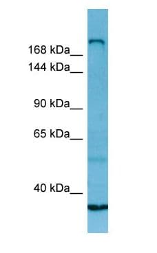 MYH13 Antibody (aa1858-1907)