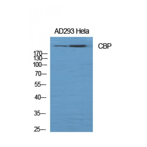 CREBBP / CREB Binding Protein Antibody (1480-1550 aa)