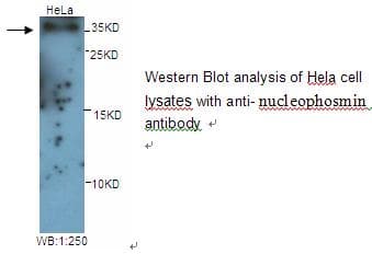 Polyclonal Rabbit anti-Human NPM1 / NPM / Nucleophosmin Antibody (WB)