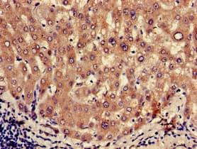Polyclonal Rabbit anti-Human Oxytocin Antibody (IHC, IF, WB)