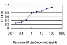 Monoclonal Mouse anti-Human HFE Antibody (clone 1G12, IF, WB)