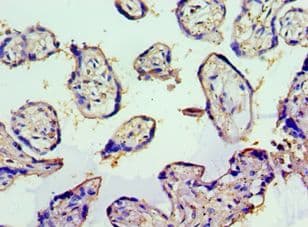 BAFF / TNFSF13B Antibody (aa76-285)