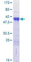 Human CDC42EP2 Protein (Recombinant GST)
