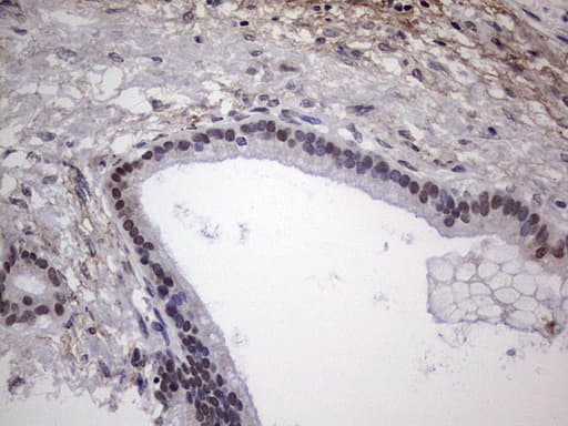 NHEJ1 / XLF Antibody (clone OTI1B5)