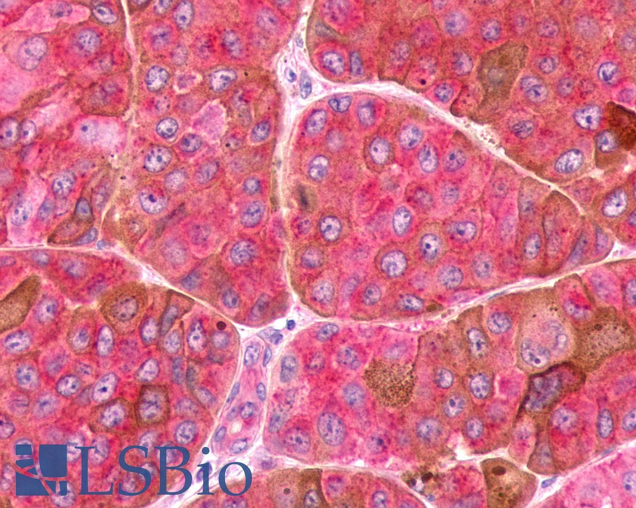 PathPlus™ FZD9 / Frizzled 9 Antibody (N-Terminus)