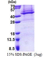 Human APOL4 / Apolipoprotein L 4 (Recombinant His)