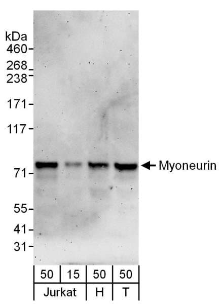 MYNN Antibody (aa560-610)