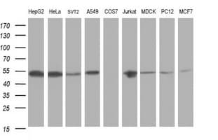 CD2 Antibody (clone OTI5A1, Carrier-free)