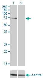 PRKCZ / PKC-Zeta Antibody (clone 2D1)