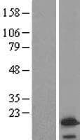 VAMP4 / VAMP-4 Protein (Over-Expression Lysate Myc-DDK (Flag))