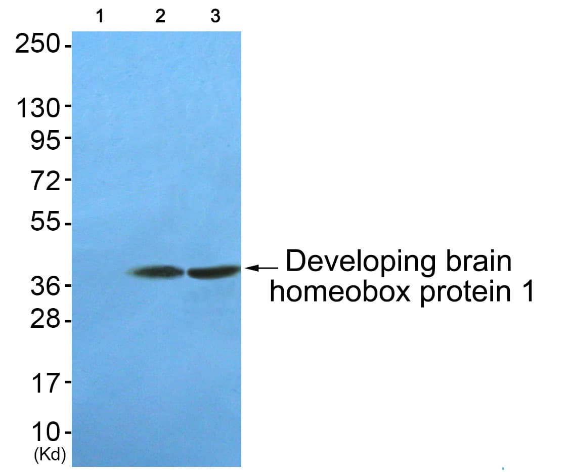 Polyclonal Rabbit anti-Mouse DBX1 Antibody (WB)