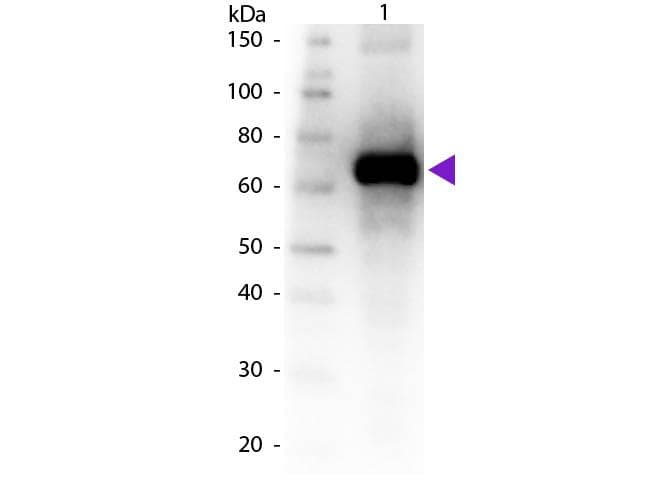 Polyclonal Goat Fluorescein Antibody (IHC, WB)