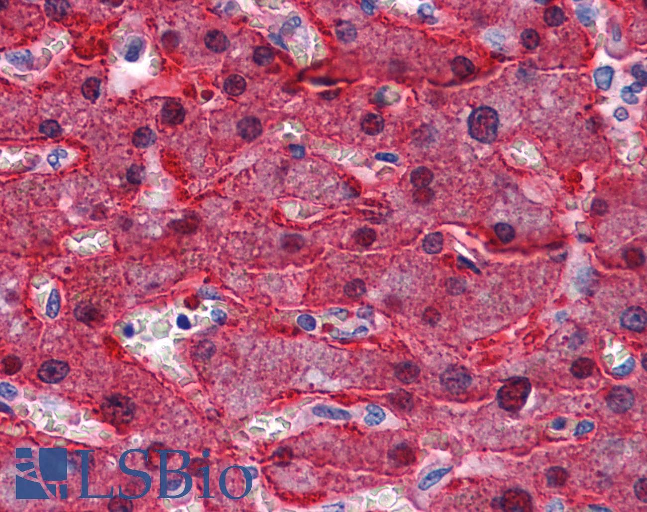 IHC-plus™ Monoclonal Mouse anti-Human BHMT Antibody (clone 8C11H5, IHC, WB)