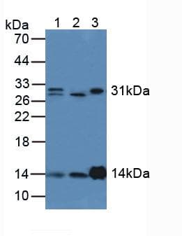 LYZ / Lysozyme Antibody (aa24-144)