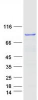 Human APPL1 / APPL Protein (Recombinant Myc-DDK (Flag))