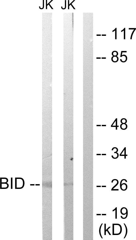 BID Antibody (p78)