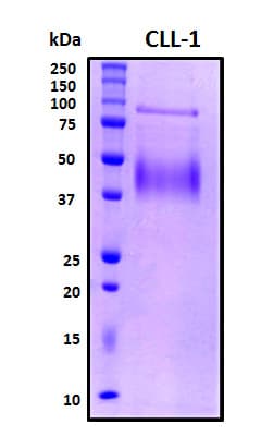 Human CLEC12A / CD371 Protein (Recombinant His, N-Terminal)