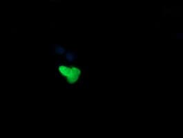 MDM4 / MDMX Antibody (clone OTI3H2, Carrier-free)
