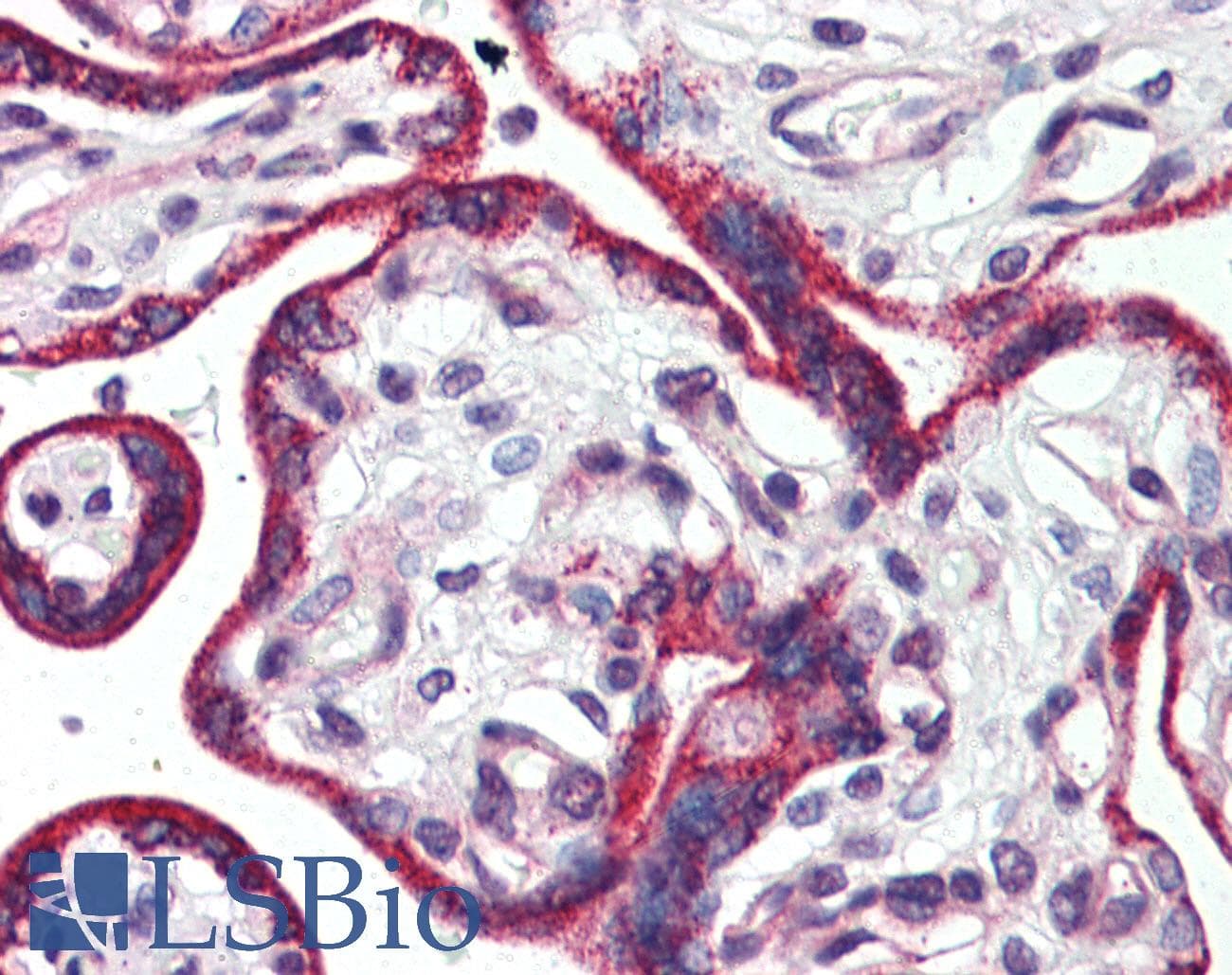 IHC-plus™ CASR/Calcium Sensing Receptor Antibody (N-Terminus)