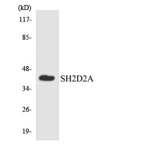 PathPlus™ Polyclonal Rabbit anti-Human SH2D2A Antibody (aa200-249, IHC, WB)
