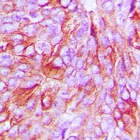 Polyclonal Rabbit anti-Human PAQR7 / mSR Antibody (C-Terminus, IHC, IF, WB)