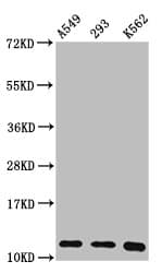 HIST1H4I Antibody