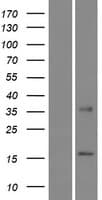 CLPSL2 Protein (Over-Expression Lysate Myc-DDK (Flag))