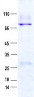Human ZIM3 Protein (Recombinant GST, N-terminus + His, C-terminus)