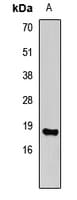 Polyclonal Rabbit anti-Human HIST3H3 Antibody (IHC, IF, WB)