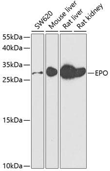 EPO / Erythropoietin Antibody