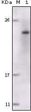 FES Antibody (clone 5A11G5)