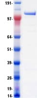 Human DHX8 Protein (Recombinant Myc-DDK (Flag))